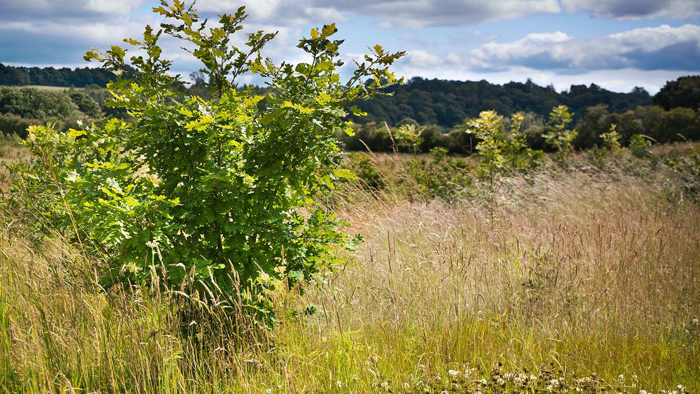 Low Burnhall Visiting Woods Woodland Trust