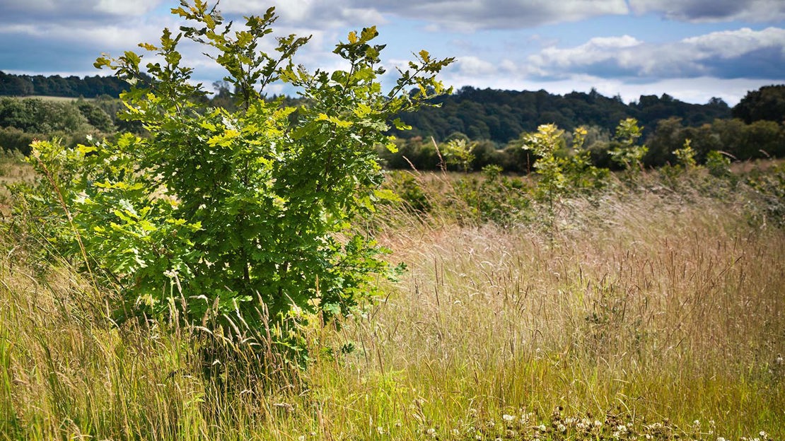 Small oak trees, Low Burnhall