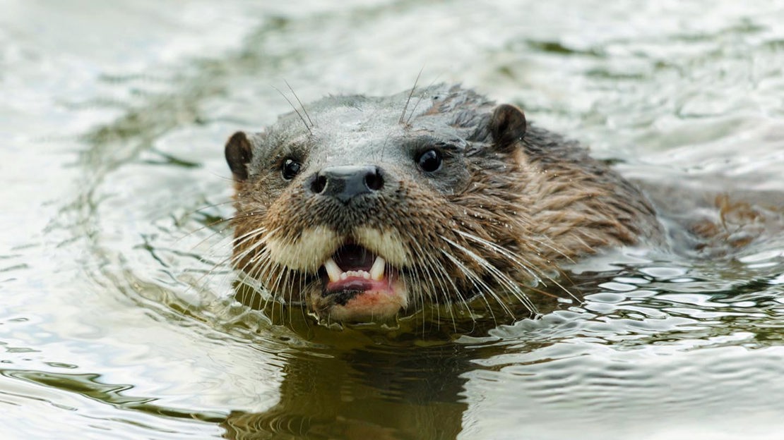 Swimming otter