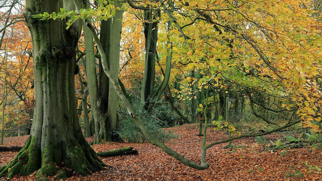 Tandridge