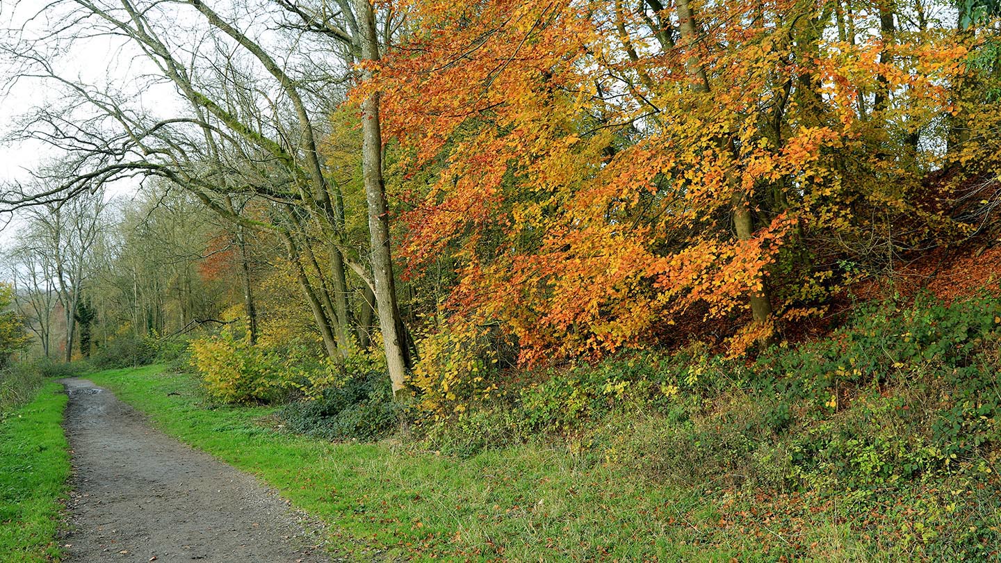 Marden Park Visiting Woods Woodland Trust