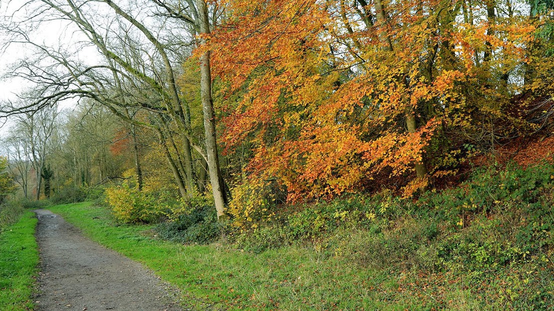 Path alongside autumn trees, Marden Park