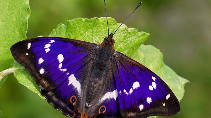 Purple Emperor butterfly, Marden Park