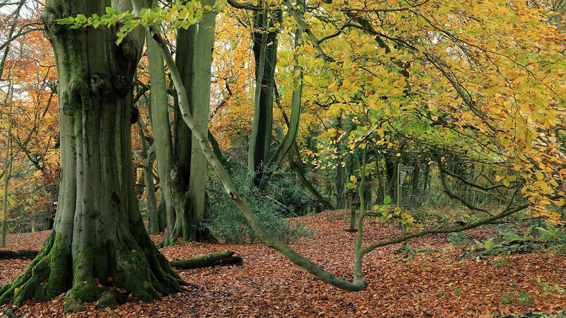 Duplicate photo, Marden Park