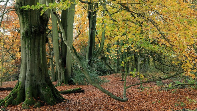 Duplicate photo, Marden Park