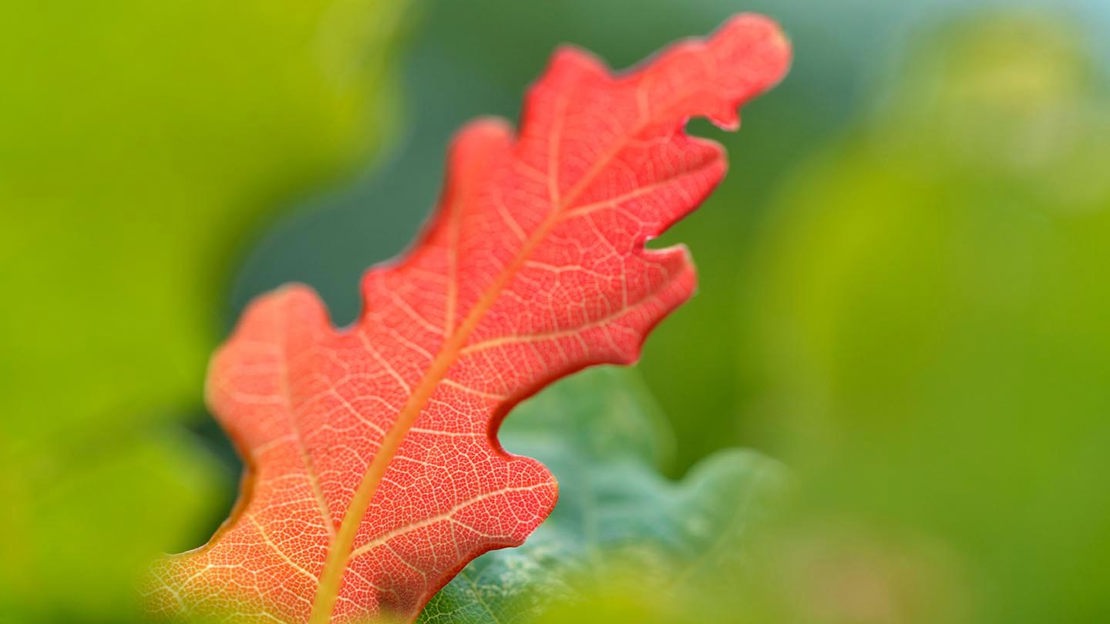 Autumn leaf, close-up, Marden Park