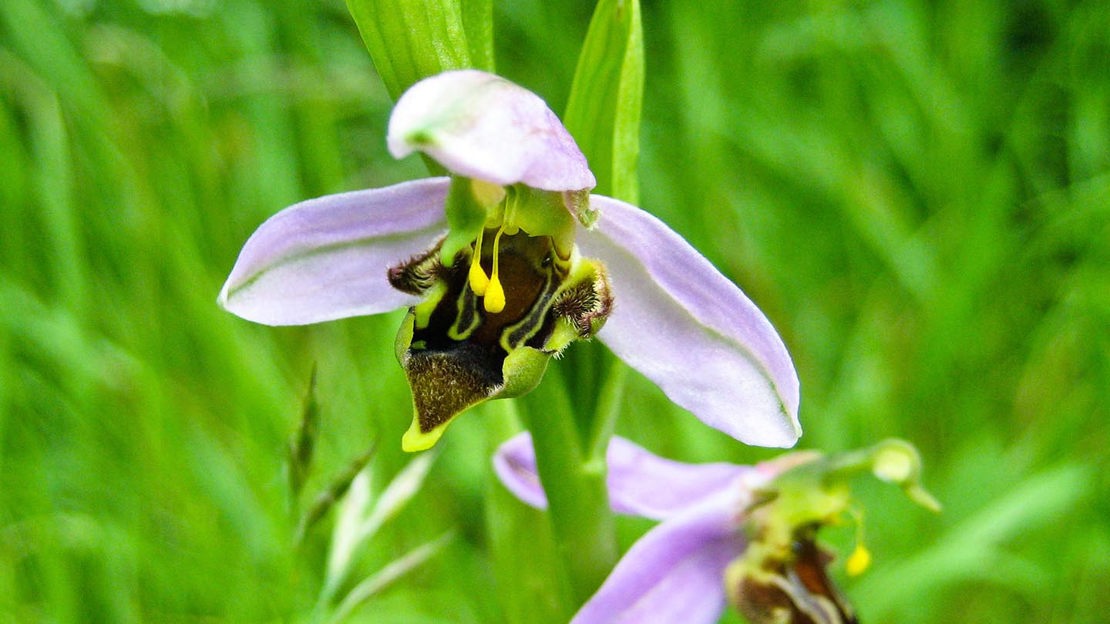 Bee on orchid, Marden Park