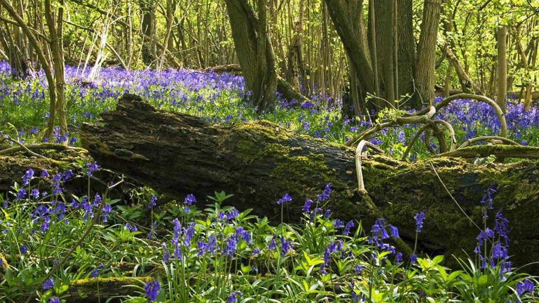 Bluebells around fallen log, Marden Park