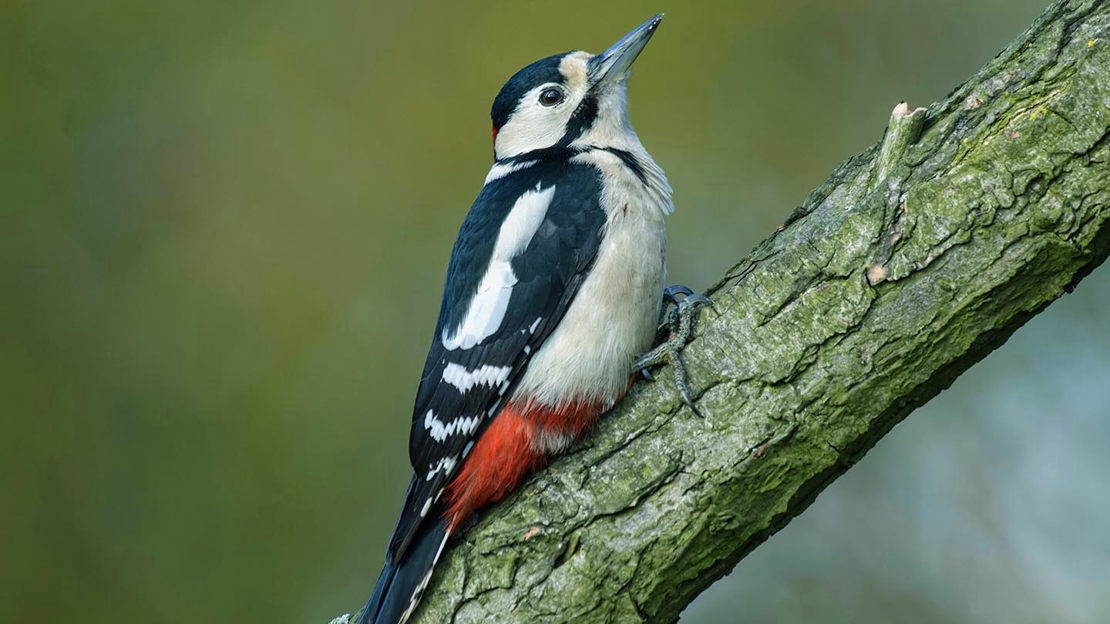 Great Spotted woodpecker