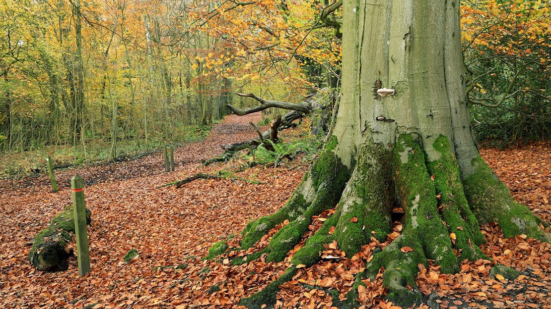 Mossy tree base, Marden Park