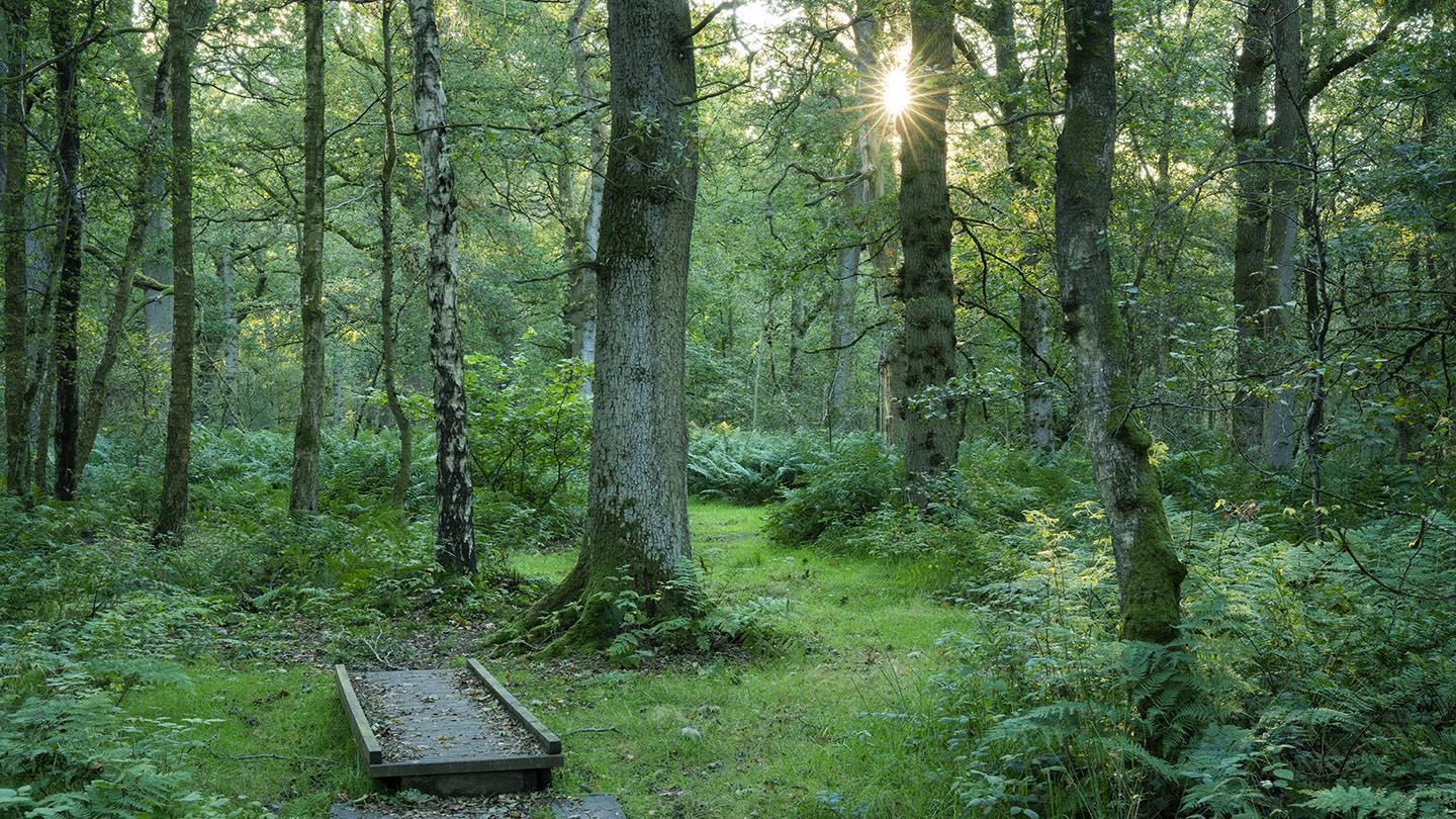 Miltonrigg Woods Visiting Woods Woodland Trust