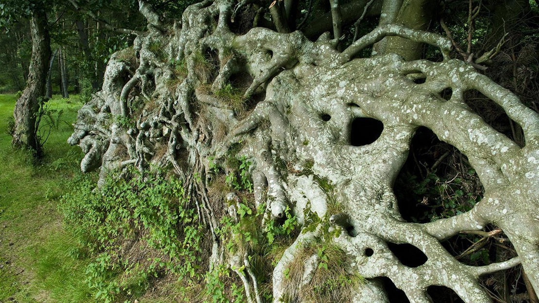 Twisted tree roots, Moncreiffe Hill