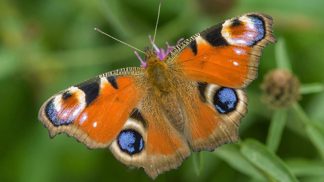 Peacock butterfly