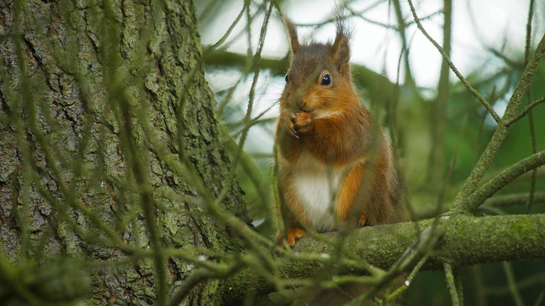 Red squirrel on branch, Moncreiffe Hill