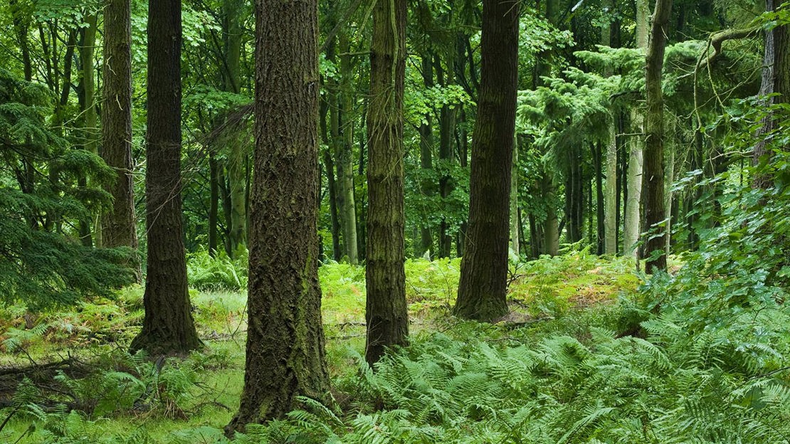 View into Woodland, Moncreiffe Hill