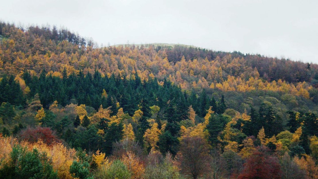 Autumn landscape, Moncreiffe Hill