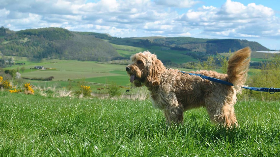 Dog on lead, close-up, Moncreiffe Hill