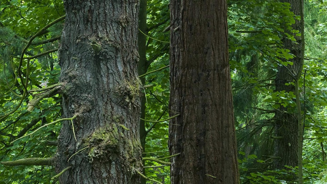 Large tree trunks, Moncreiffe Hill