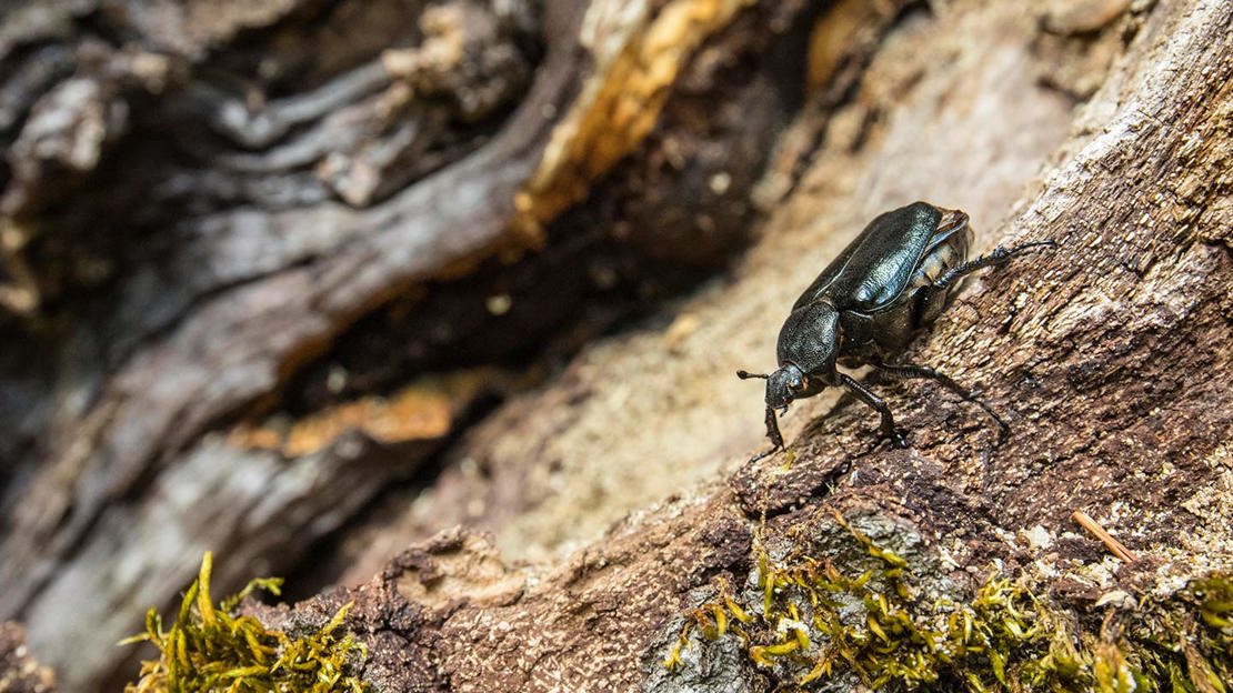 A hermit beetle explores deadwood.