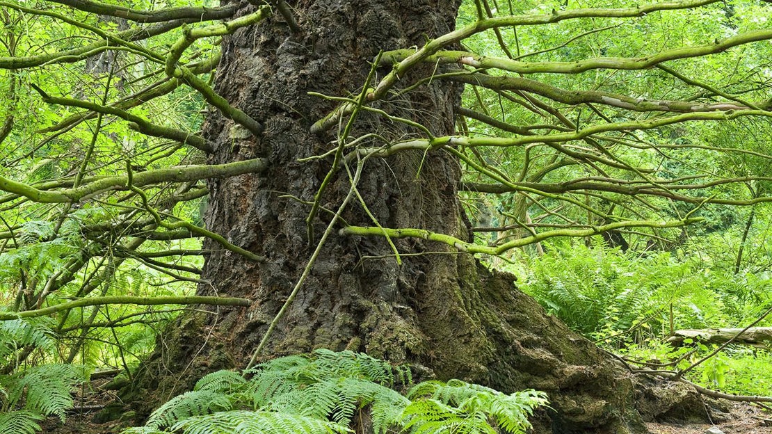 Ancient tree trunk, Moncreiffe Hill