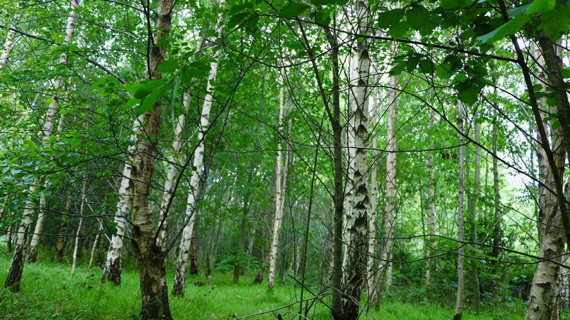 Silver Birch trees, Monkstown Wood