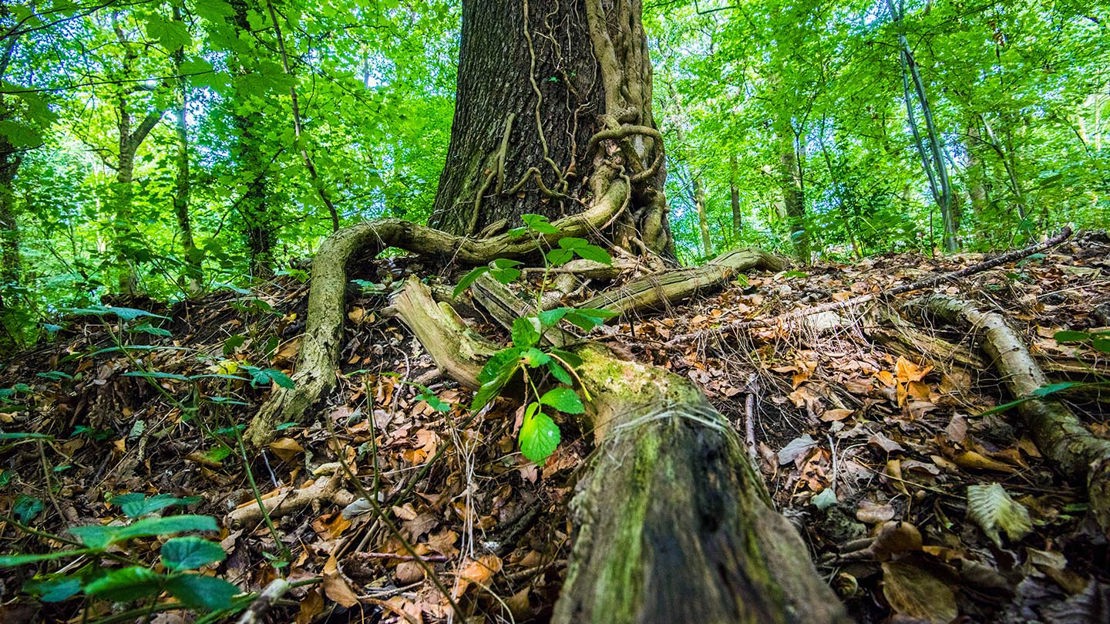 Tree base, Murdishaw Wood