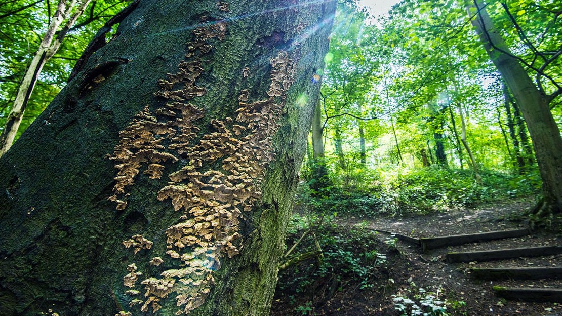 Fungi on tree trunk, Murdishaw Wood
