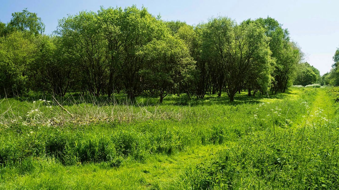 Grassy path, New Moss Woods