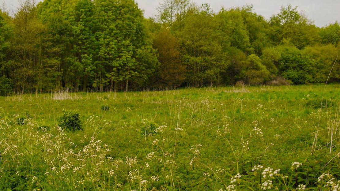 Grassland, New Moss Woods