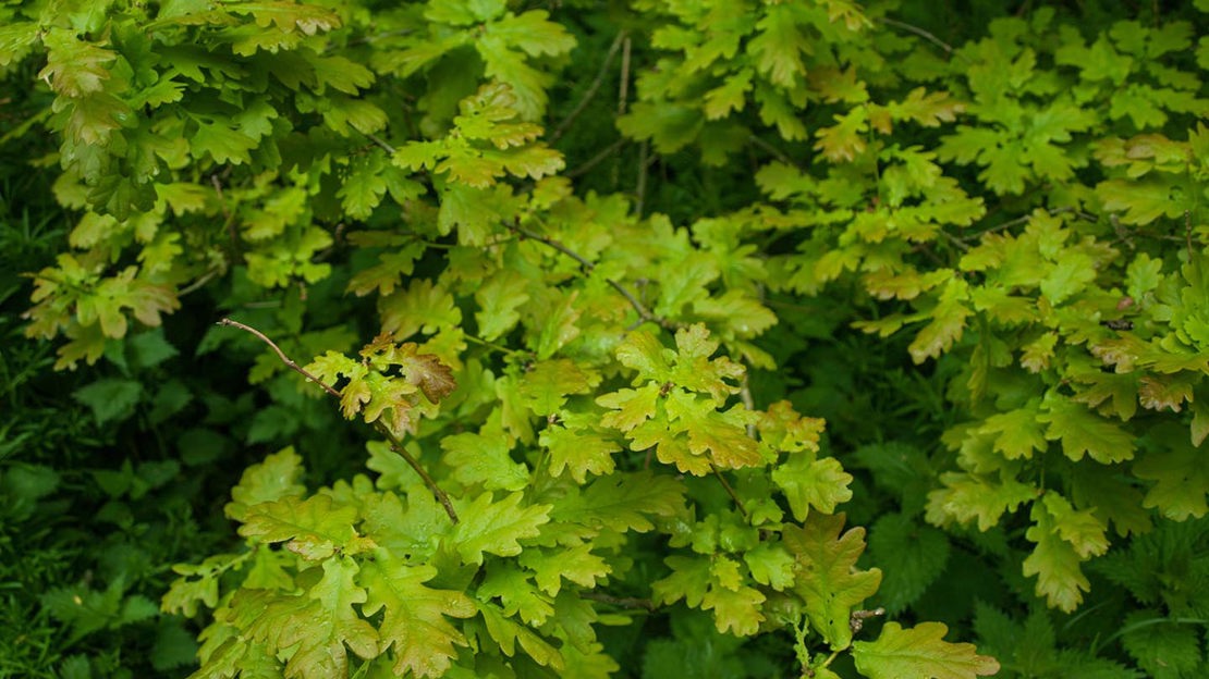 Oak leaves, close-up, New Moss Woods