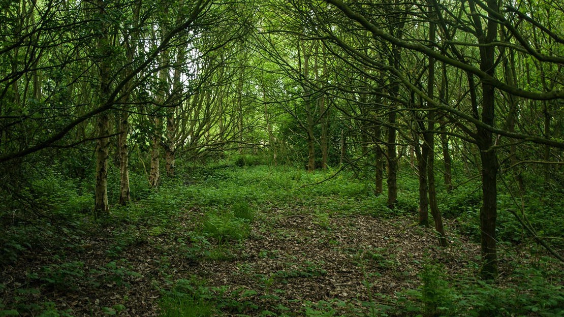 Dense woodland, New Moss Woods
