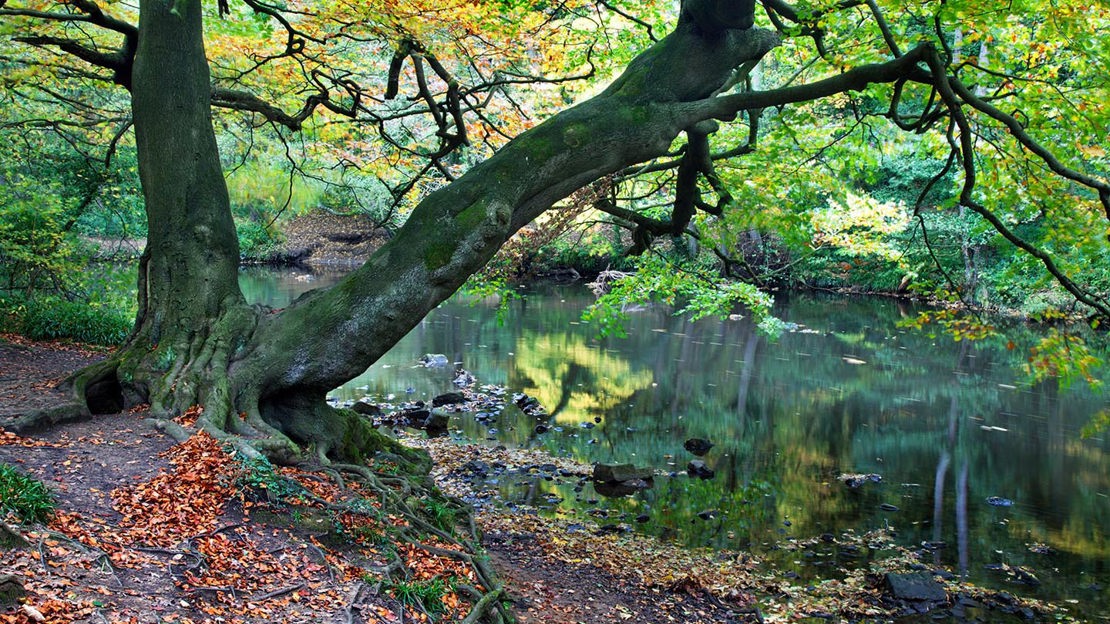 Tree overhanging stream, Nidd Gorge