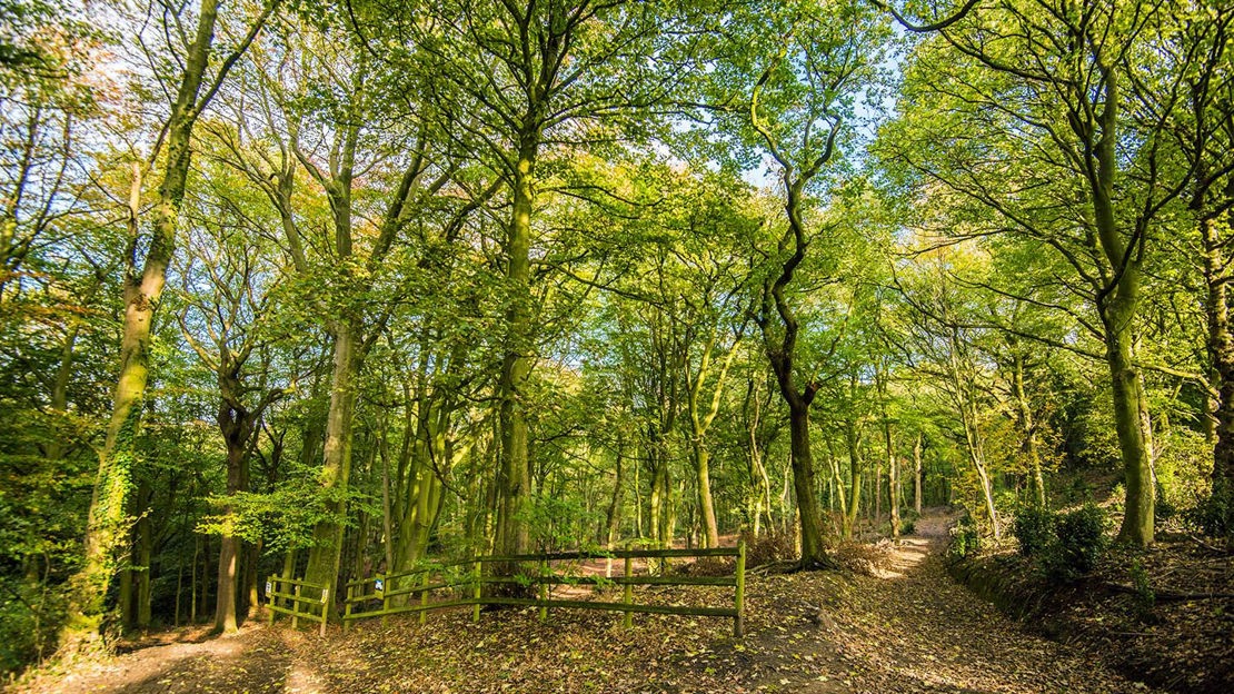 Wooden fence in woodland, Nor Wood, Cook Spring & Owler Car