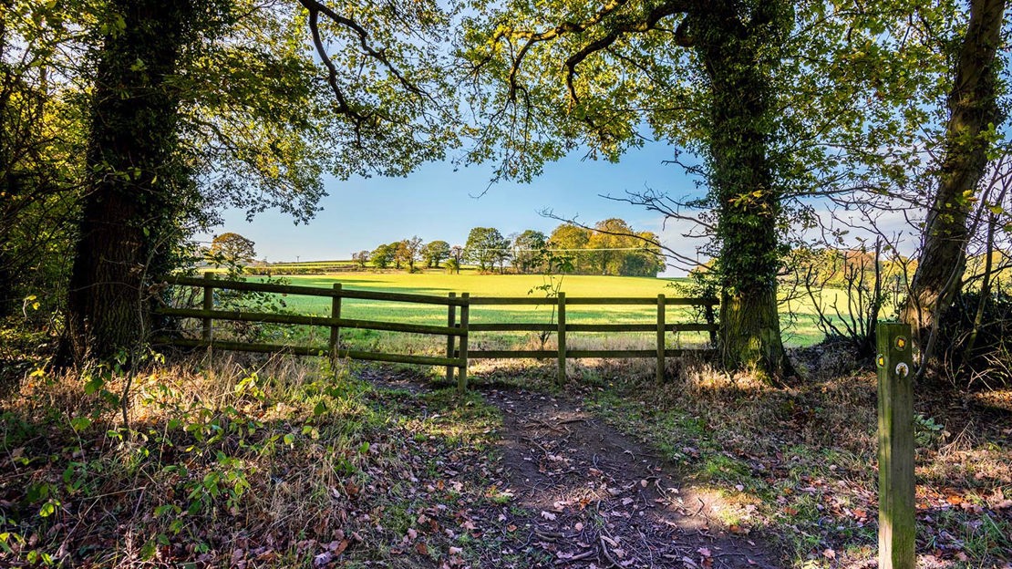 Sunlit field viewed from woodland, Nor Wood, Cook Spring & Owler Car
