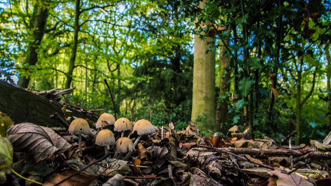 Fungi among fallen leaves, Nor Wood, Cook Spring & Owler Car