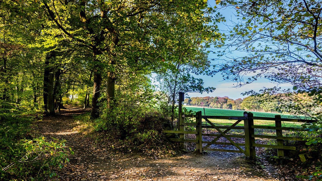 Gate leading into sunlit field, Nor Wood, Cook Spring & Owler Car