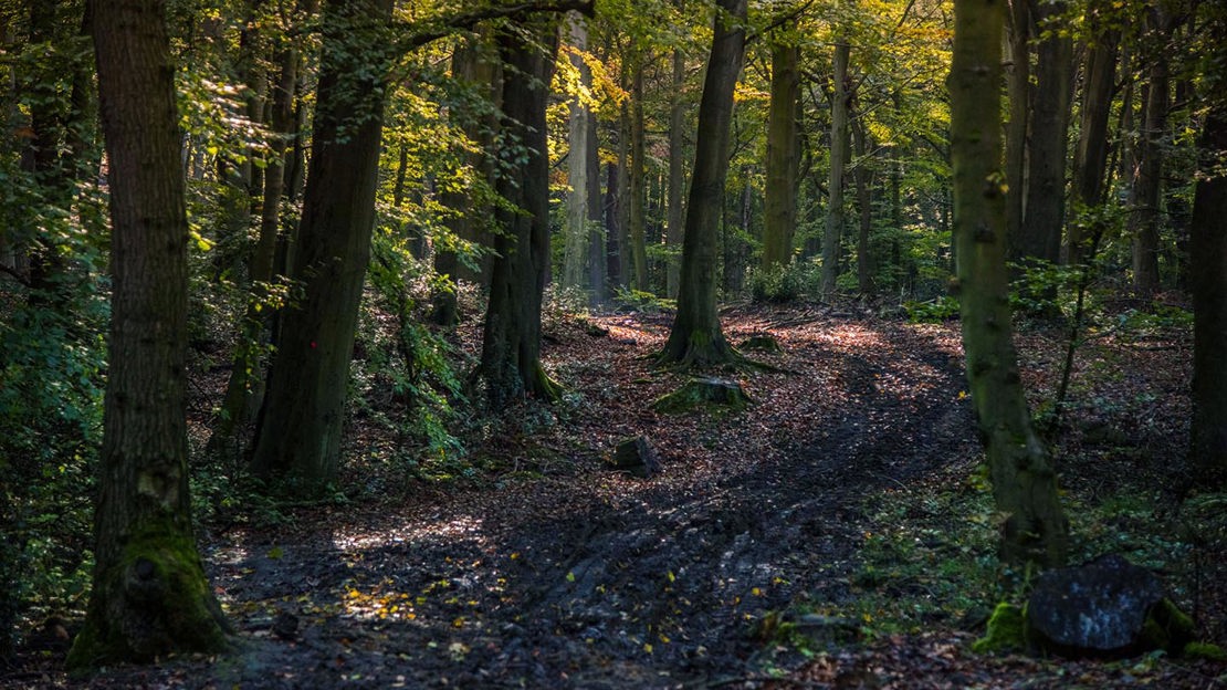 Muddy path through autumn woods, Nor Wood, Cook Spring & Owler Car