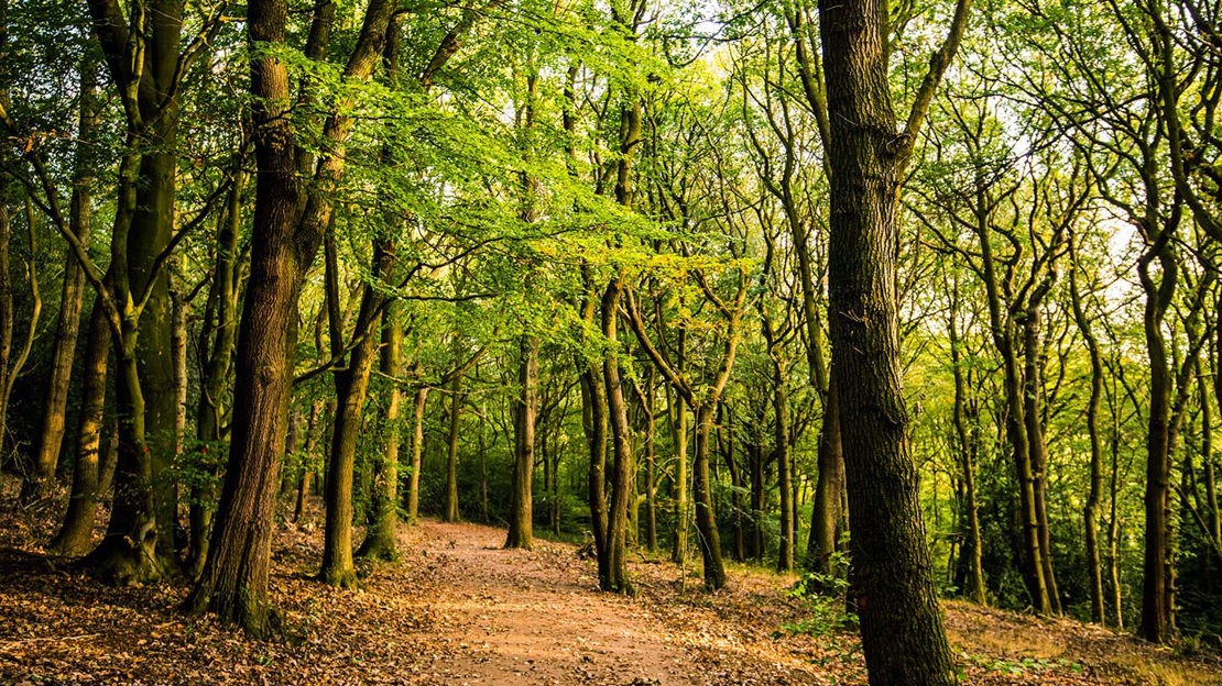 Path through Nor Wood, Cook Spring & Owler Car