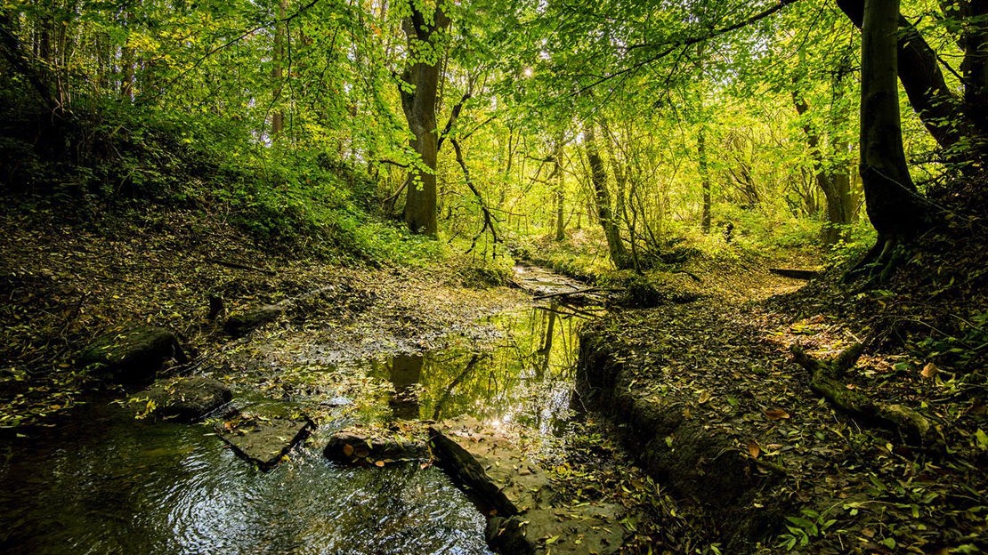 Leaf-strewn stream flowing through Nor Wood, Cook Spring & Owler Car
