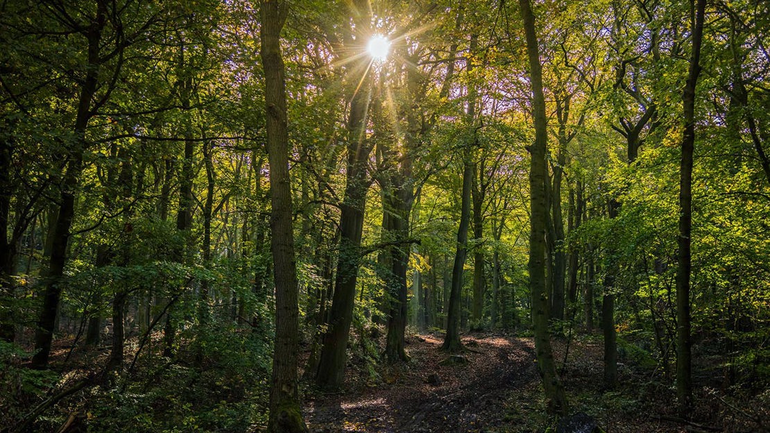Sunlight peeping through trees, Nor Wood, Cook Spring & Owler Car
