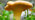 Chanterelle mushroom