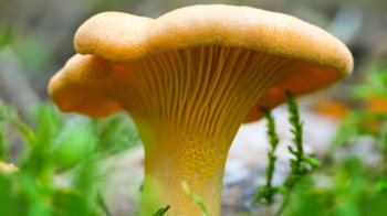 Chanterelle mushroom Chanterelle mushroom