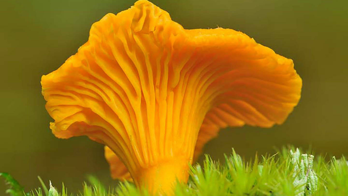 Chanterelle (Cantharellus cibarius) Woodland Trust