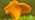 Chanterelle mushroom close-up