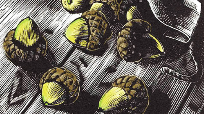 Woodcut print of some acorns