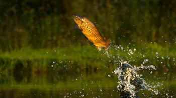 Brown trout jumping to catch insect Brown trout jumping to catch insect