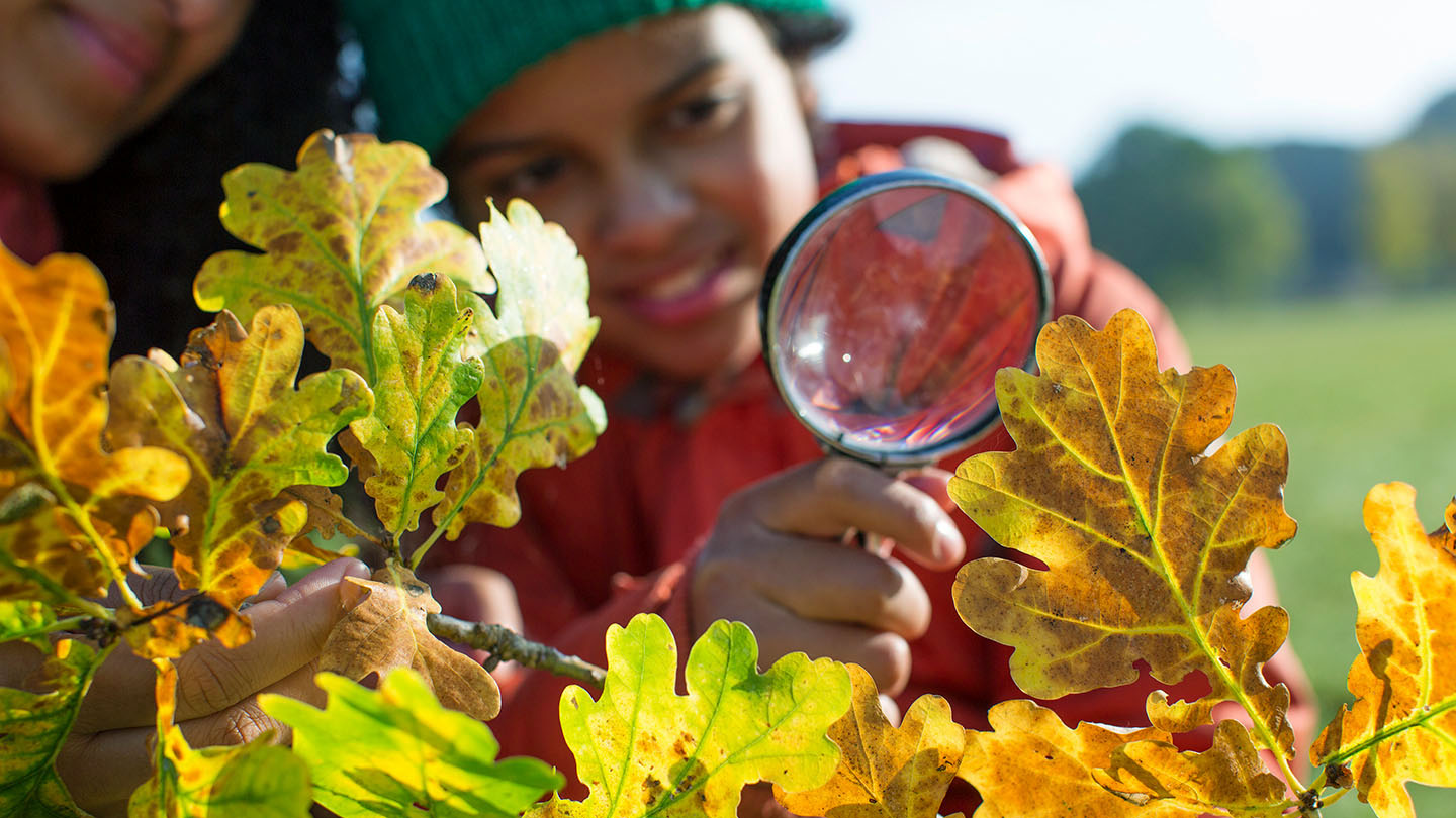 How to Identify Winter Trees - Quiz - Woodland Trust