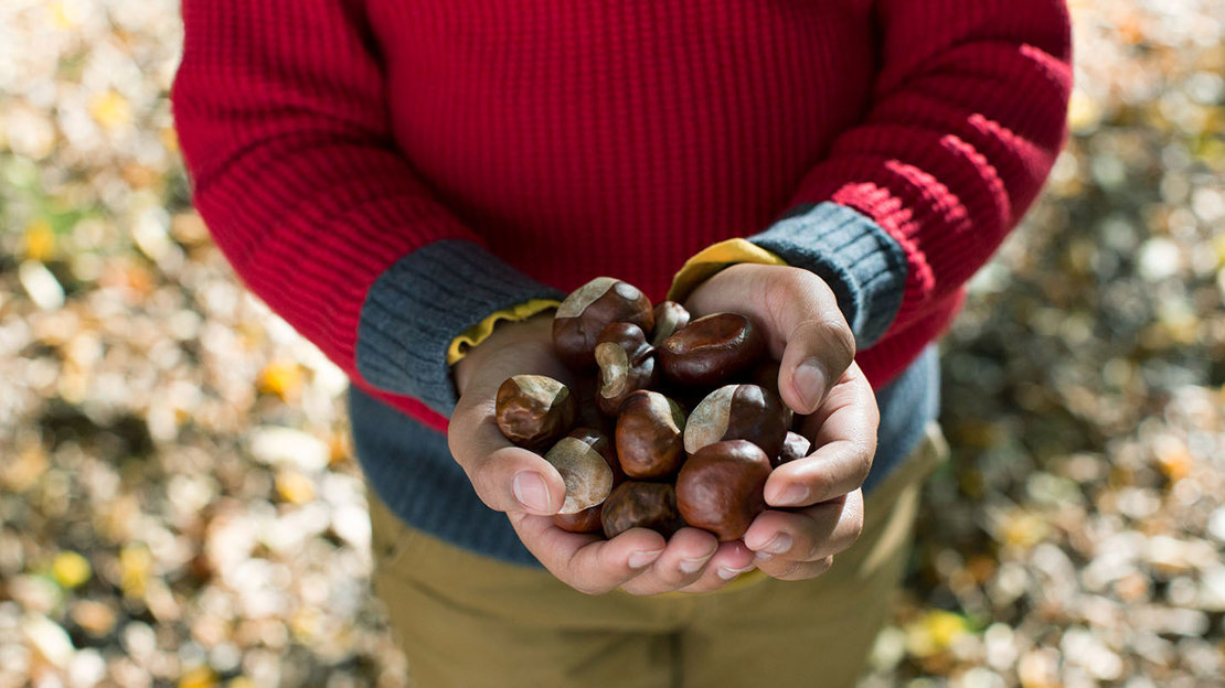 Child with a huge handful of conkers