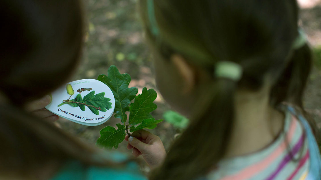 Two girls identifying leaves with a leaf swatch book Two girls identifying leaves with a leaf swatch book