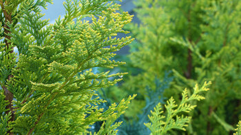 Lawson cypress with water drops